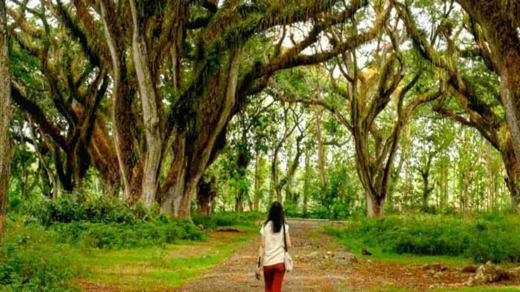 Paket Wisata Baluran Cara Nyaman Menjelajahi Keindahan Alam di Ujung Jawa